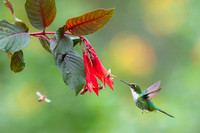 Booted Racket-tail