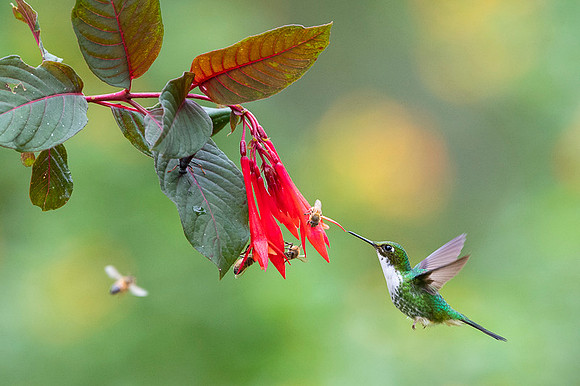 Booted Racket-tail