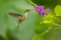 Booted Racket-tail