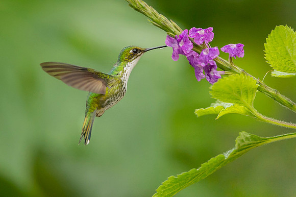 Booted Racket-tail
