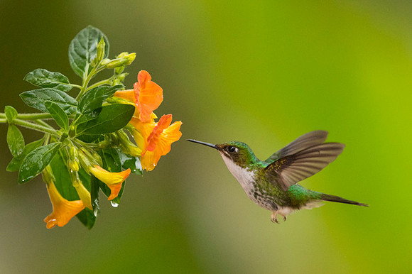 Booted Racket-tail