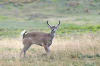 White tailed deer