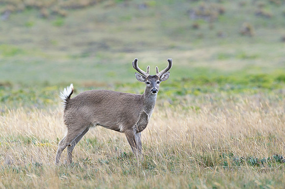 White tailed deer