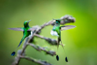 Booted Racket-tail