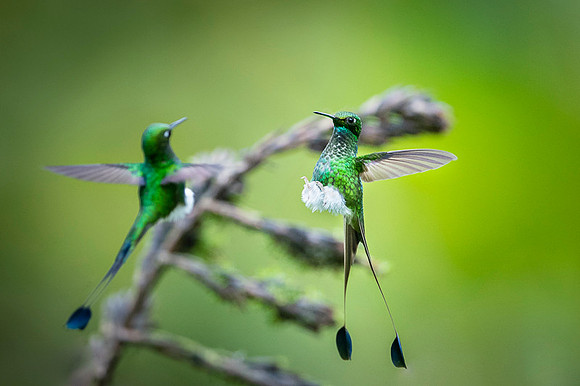Booted Racket-tail
