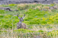 White tailed deer