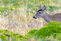 White tailed deer