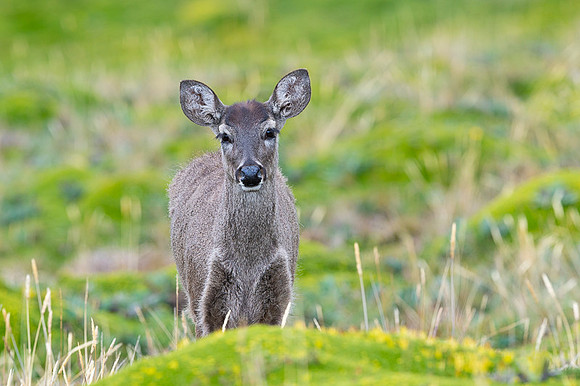 White tailed deer