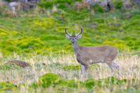 White tailed deer