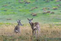 White tailed deer