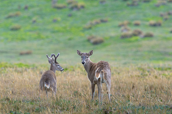 White tailed deer