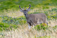 White tailed deer