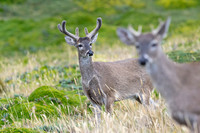 White tailed deer