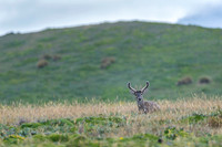 White tailed deer