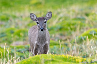 White tailed deer
