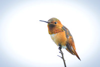 Allen's hummingbird