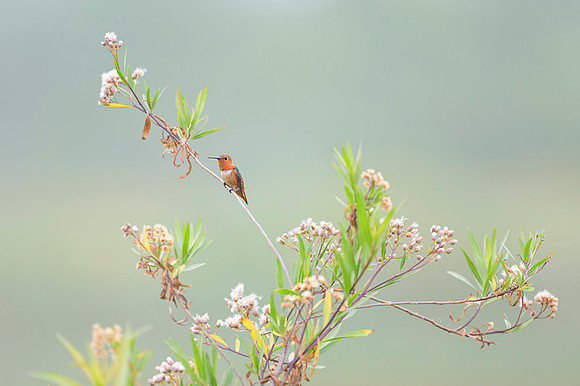 Allen's hummingbird