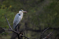 Grey heron