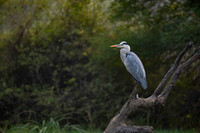 Grey heron