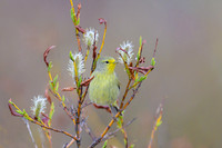 Orange-crowned warbler