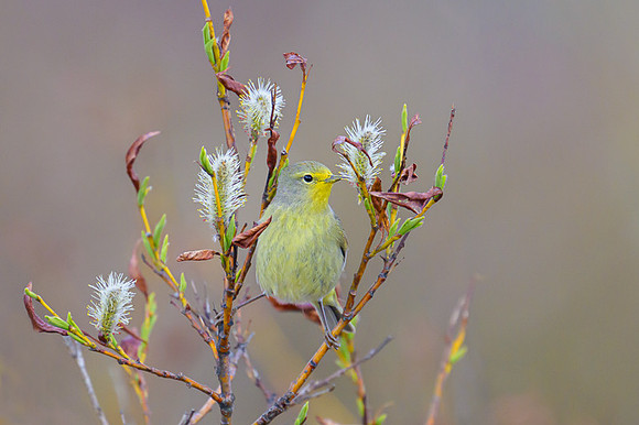 Orange-crowned warbler