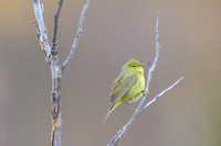 Orange-crowned warbler