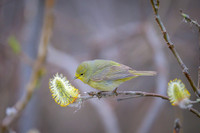 Orange-crowned warbler