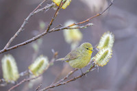 Orange-crowned warbler