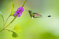 Booted Racket-tail