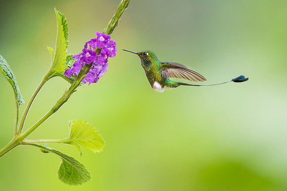 Booted Racket-tail