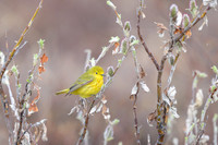 Orange-crowned warbler