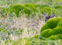 White tailed deer
