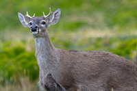 White tailed deer