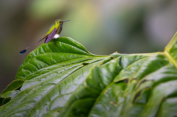 Booted Racket-tail