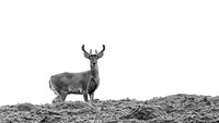 White tailed deer