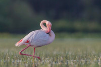 Flamingo / Flaming