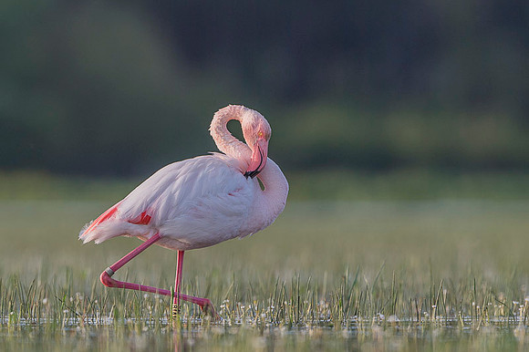 Flamingo / Flaming