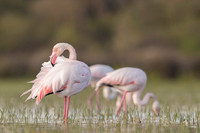 Flamingo / Flaming
