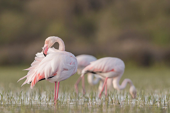 Flamingo / Flaming