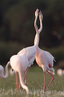 Flamingo / Flaming