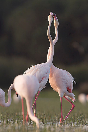 Flamingo / Flaming