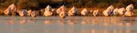 Flamingo / Flaming