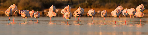 Flamingo / Flaming