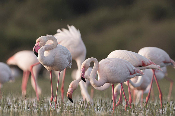 Flamingo / Flaming
