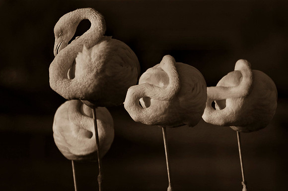 Flamingo / Flaming