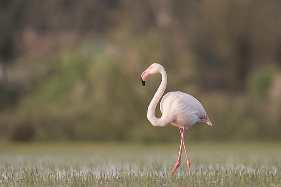 Flamingo / Flaming