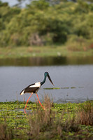 Black neck stork
