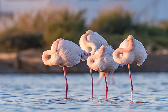 Flamingo / Flaming