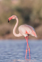 Flamingo / Flaming