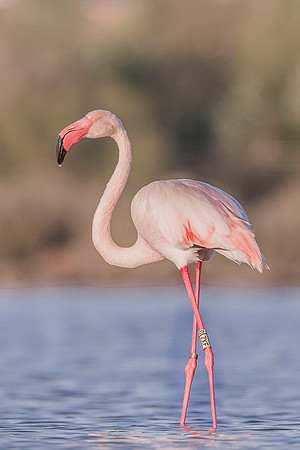 Flamingo / Flaming
